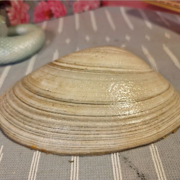 DECOUPAGE CLAM SHELL DECOUPAGE PINK ROSES 🌹 ON A CLAM SHELL TRINKET DISH - Picture 10 of 10